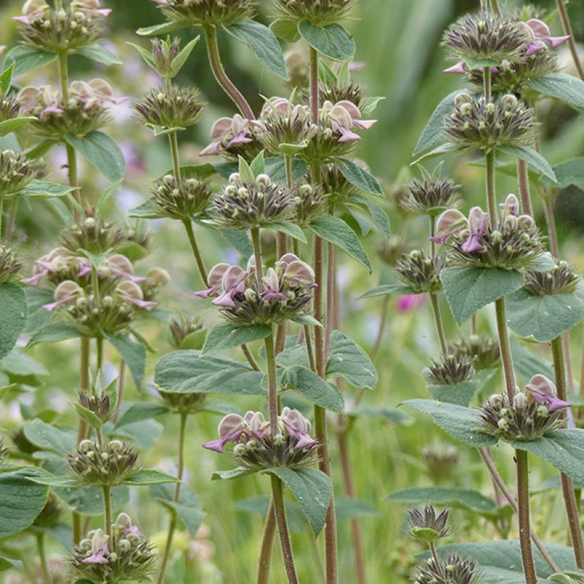 Phlomis samia (Fioritura)