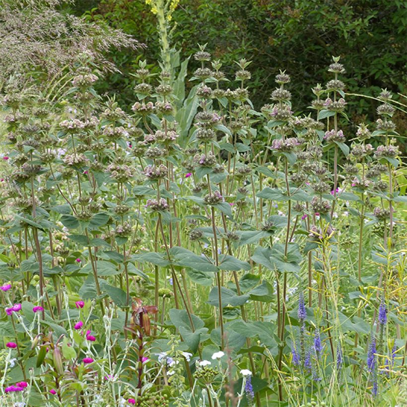 Phlomis samia (Porto)