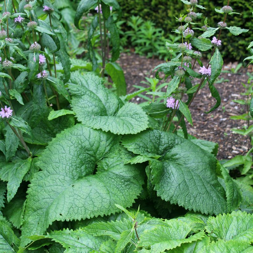 Phlomis tuberosa Amazone - Verbasco dalle foglie di salvia (Fogliame)