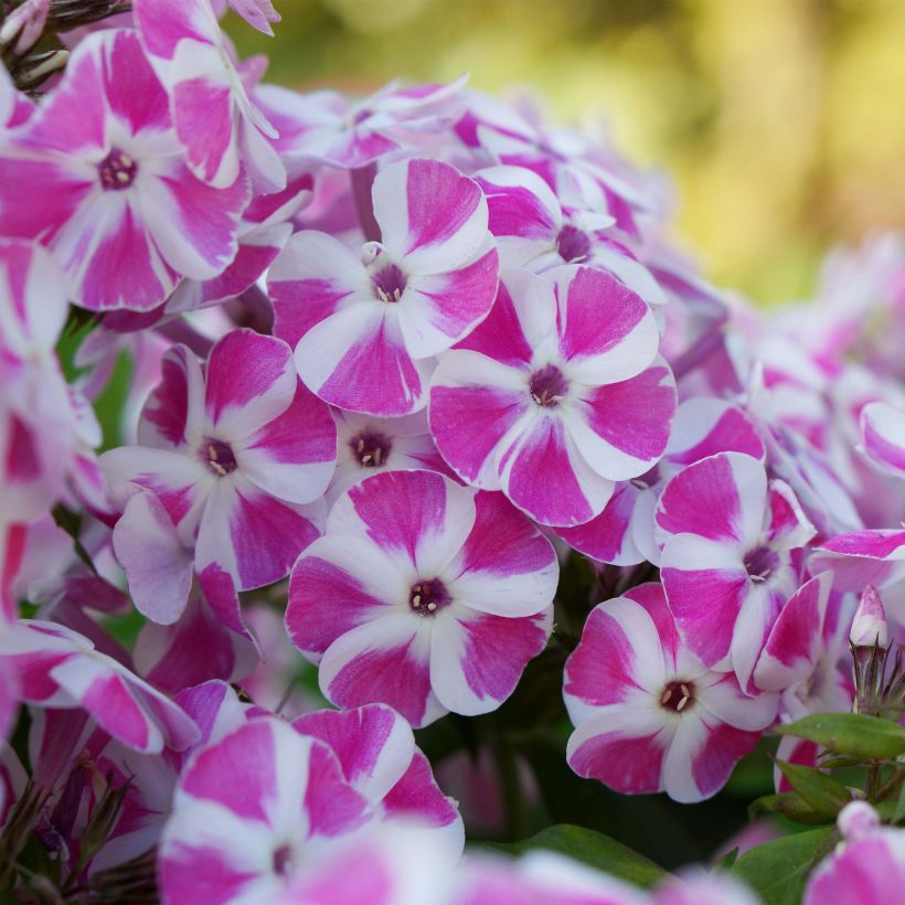 Phlox paniculata Bambini Candy Crush (Fioritura)