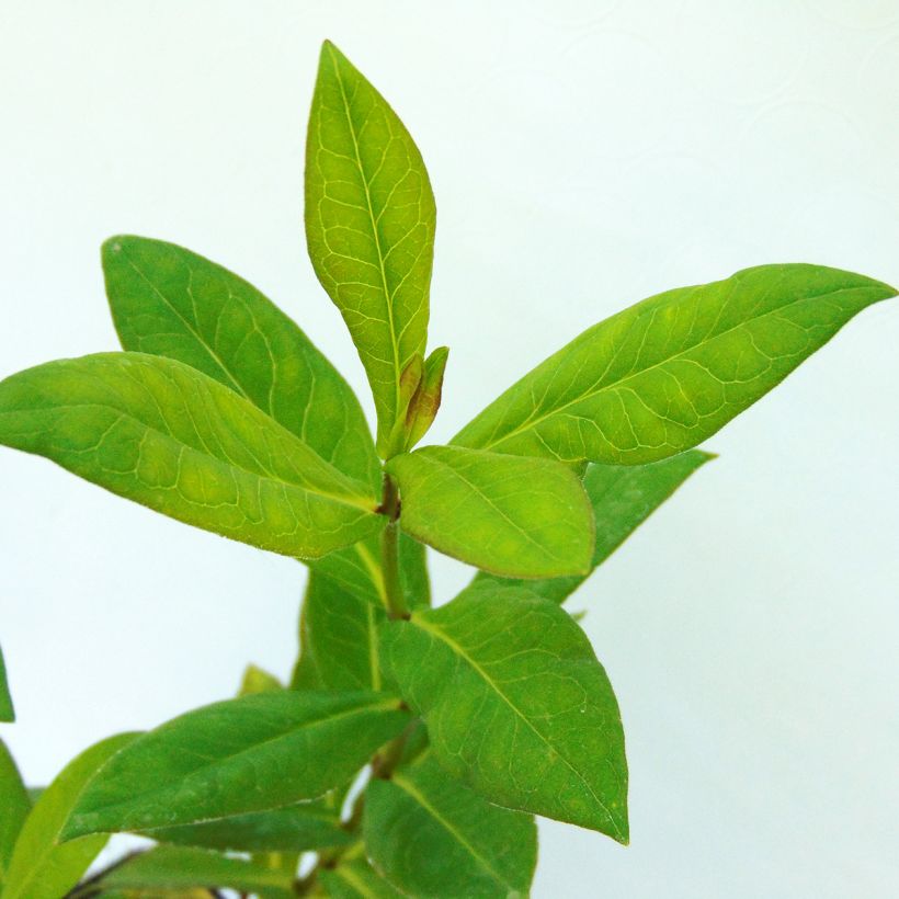 Phlox paniculata Bambini Desire (Fogliame)