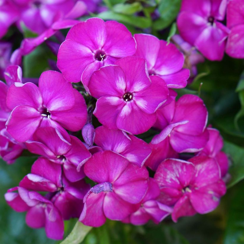 Phlox paniculata Bambini Desire (Fioritura)