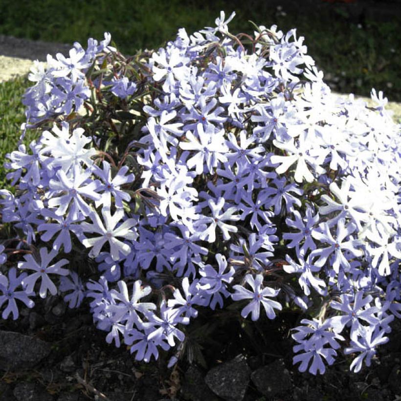 Phlox bifida Minima Colvin (Fioritura)