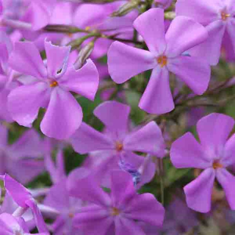 Phlox carolina Bill Baker (Fioritura)