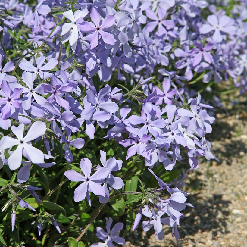 Phlox divaricata Clouds of Perfume (Porto)