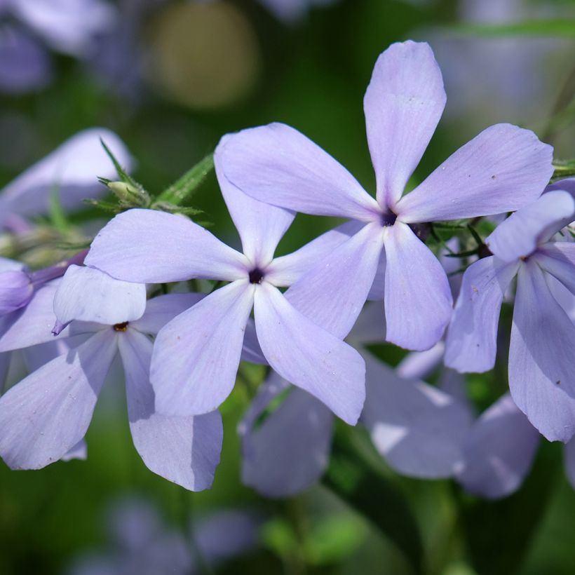 Phlox divaricata Clouds of Perfume (Fioritura)