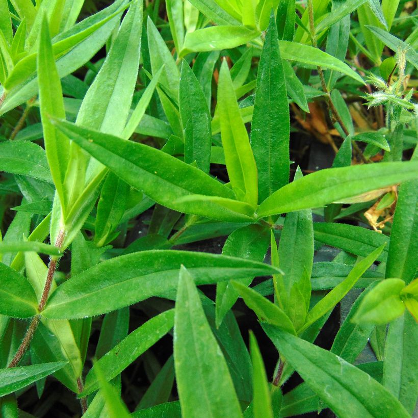 Phlox divaricata Chattahoochee (Fogliame)