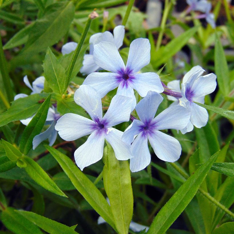 Phlox divaricata Chattahoochee (Fioritura)