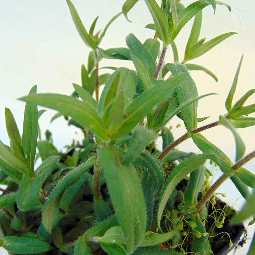 Phlox divaricata Dirigo Ice (Fogliame)