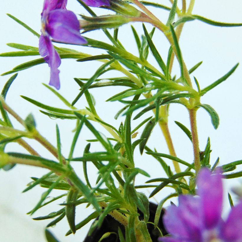 Phlox douglasii Waterloo (Fogliame)