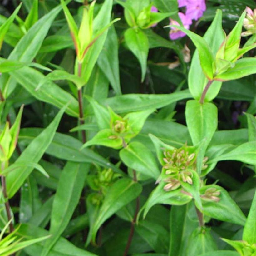 Phlox maculata Alpha (Fogliame)