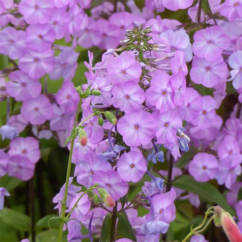 Phlox maculata Alpha (Fioritura)