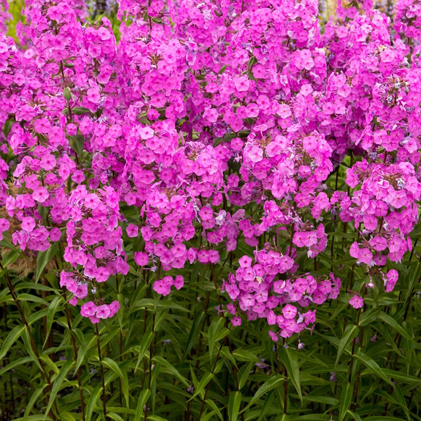 Phlox maculata Alpha (Porto)