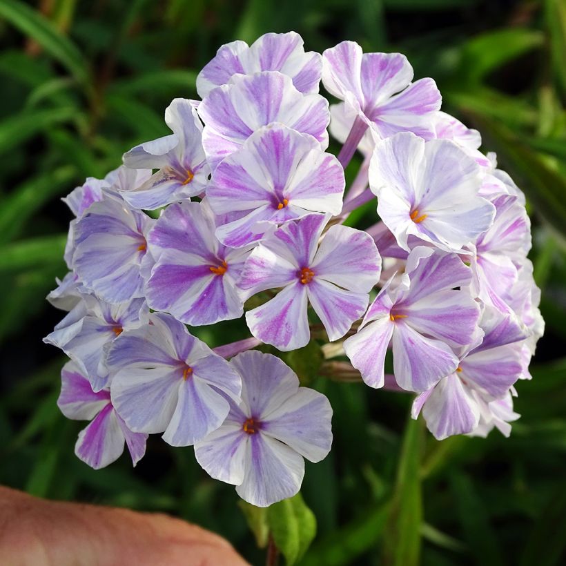 Phlox maculata Natasha (Fioritura)