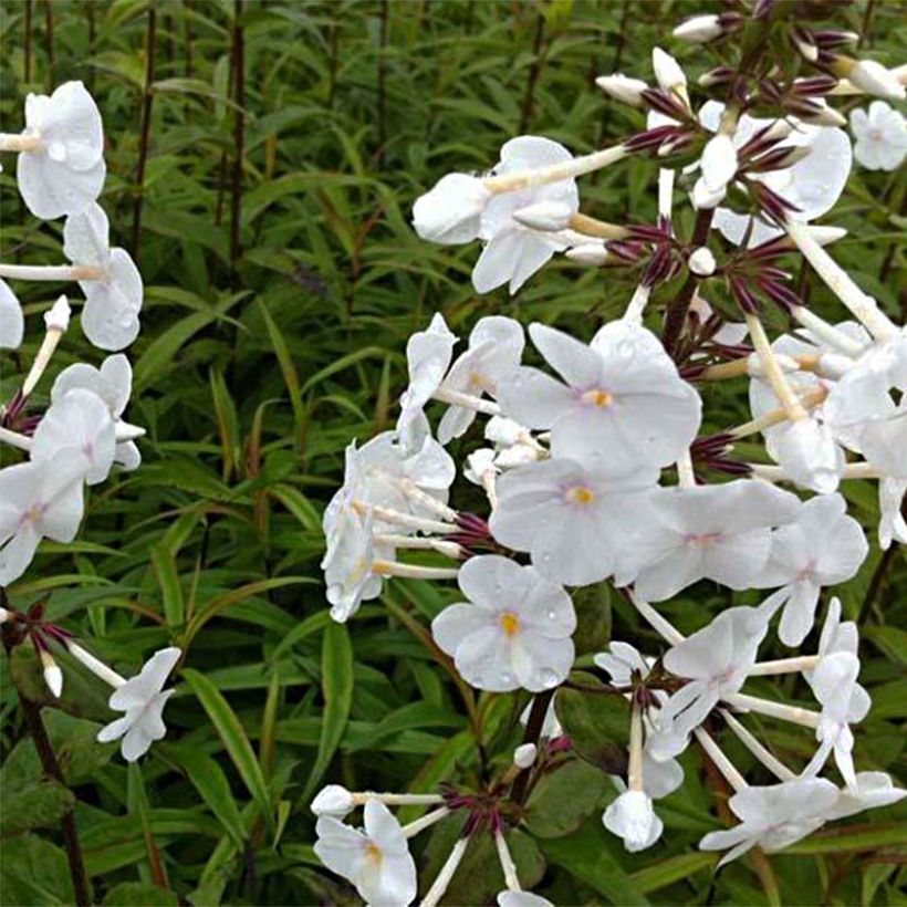 Phlox maculata Omega (Fogliame)