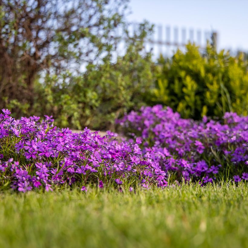 Phlox subulata Atropurpurea - Muscio rosa (Porto)