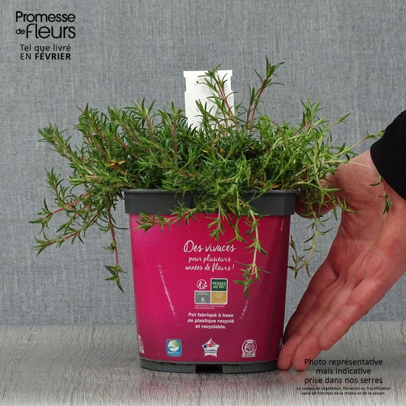 Phlox mousse Candy Stripes (Kimono) - Phlox subulata en pot de 2 litres esemplare consegnato in inverno