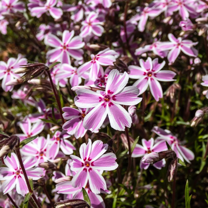 Phlox subulata Candy Stripes - Muscio rosa (Fioritura)