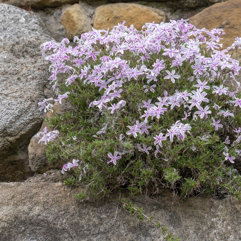 Phlox subulata Candy Stripes - Muscio rosa (Porto)