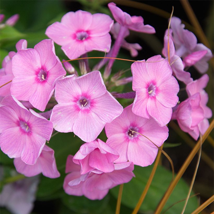 Phlox paniculata Amethyst (Fioritura)