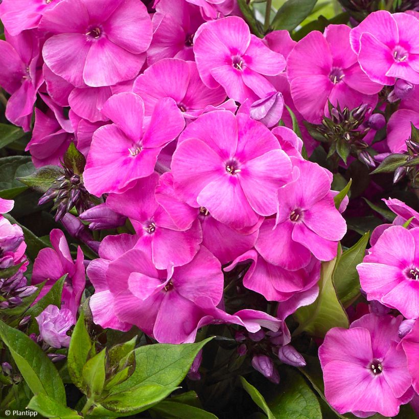 Phlox paniculata Bambini Primadonna (Fioritura)