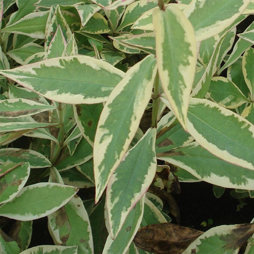 Phlox paniculata Becky Towe (Fogliame)