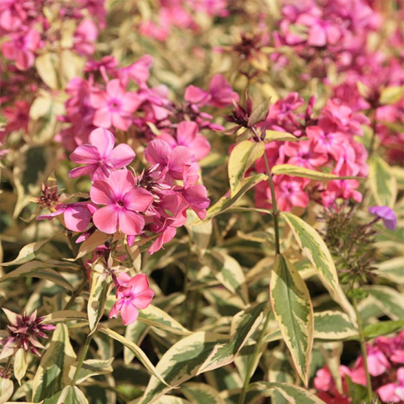 Phlox paniculata Becky Towe (Fioritura)