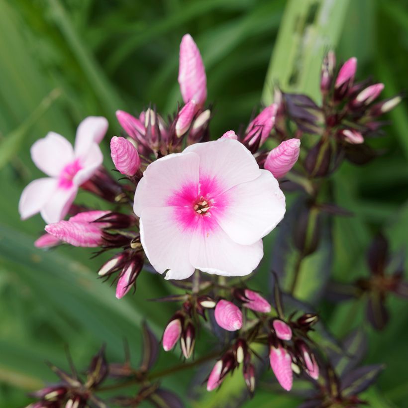 Phlox paniculata Bright Eyes (Fioritura)