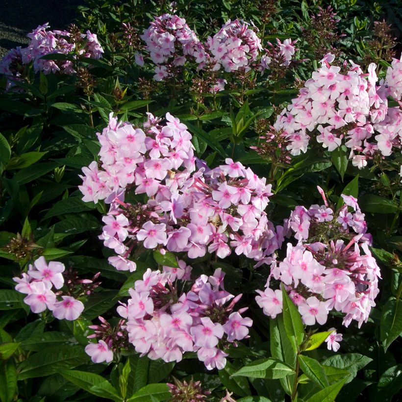 Phlox paniculata Bright Eyes (Porto)