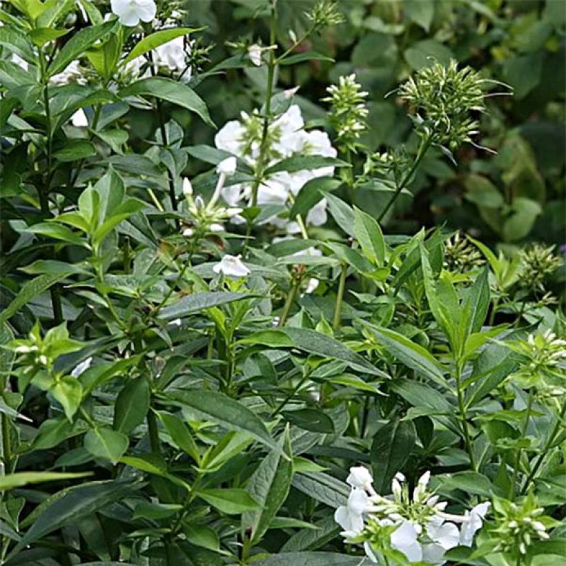 Phlox paniculata David (Fogliame)