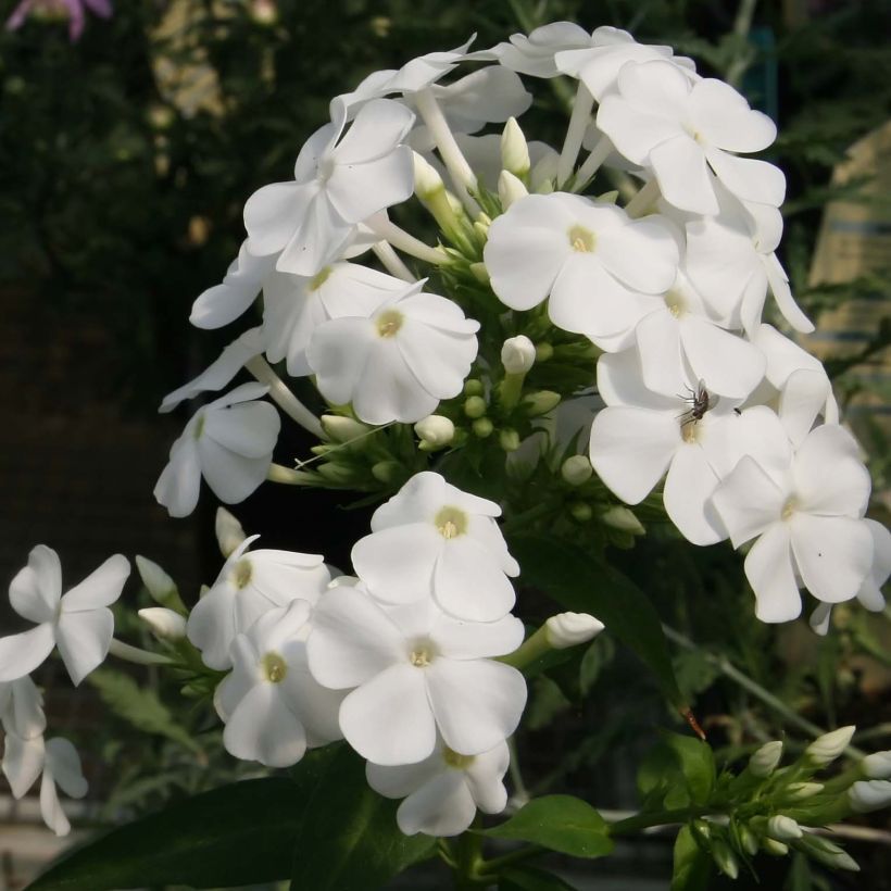 Phlox paniculata David (Fioritura)