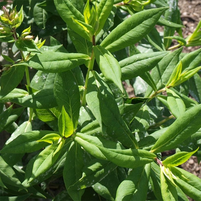 Phlox paniculata Elisabeth (Fogliame)