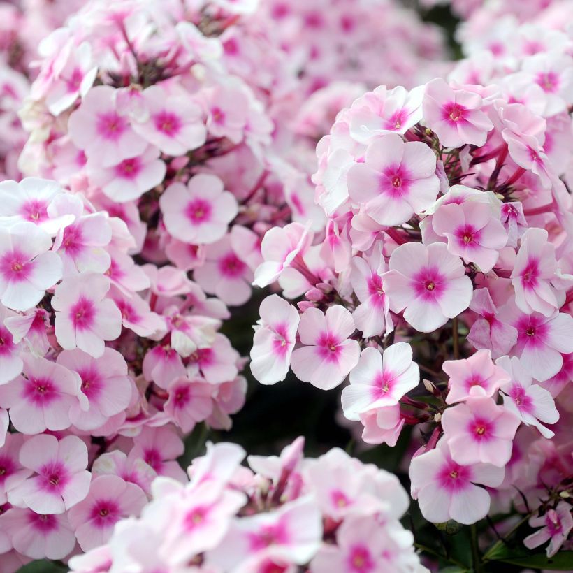 Phlox paniculata Europa (Fioritura)