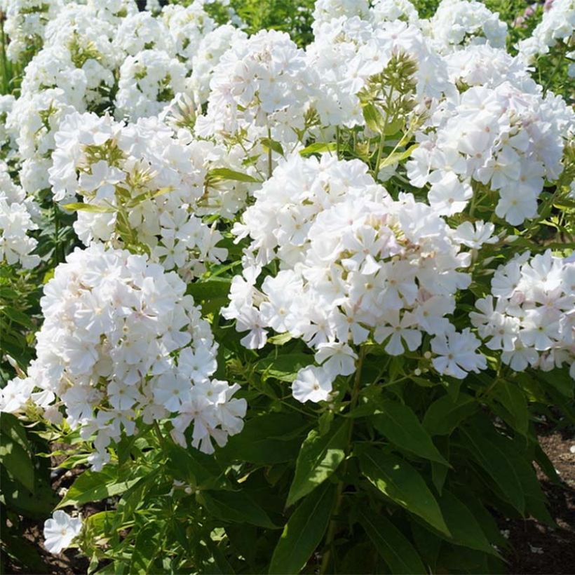 Phlox paniculata Flame White Imp. (Fioritura)