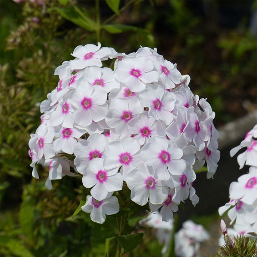 Phlox paniculata Graf Zeppelin (Fioritura)