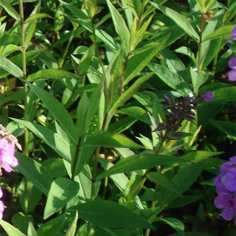 Phlox paniculata Hesperis (Fogliame)