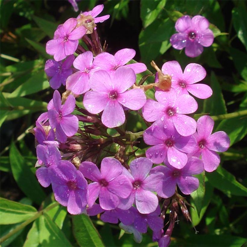 Phlox paniculata Hesperis (Fioritura)