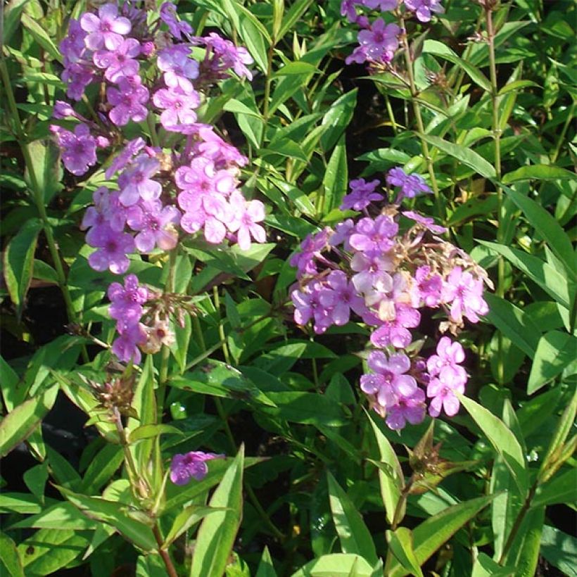 Phlox paniculata Hesperis (Porto)