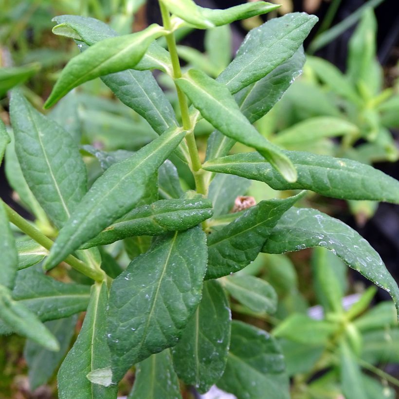 Phlox paniculata Jade (Fogliame)