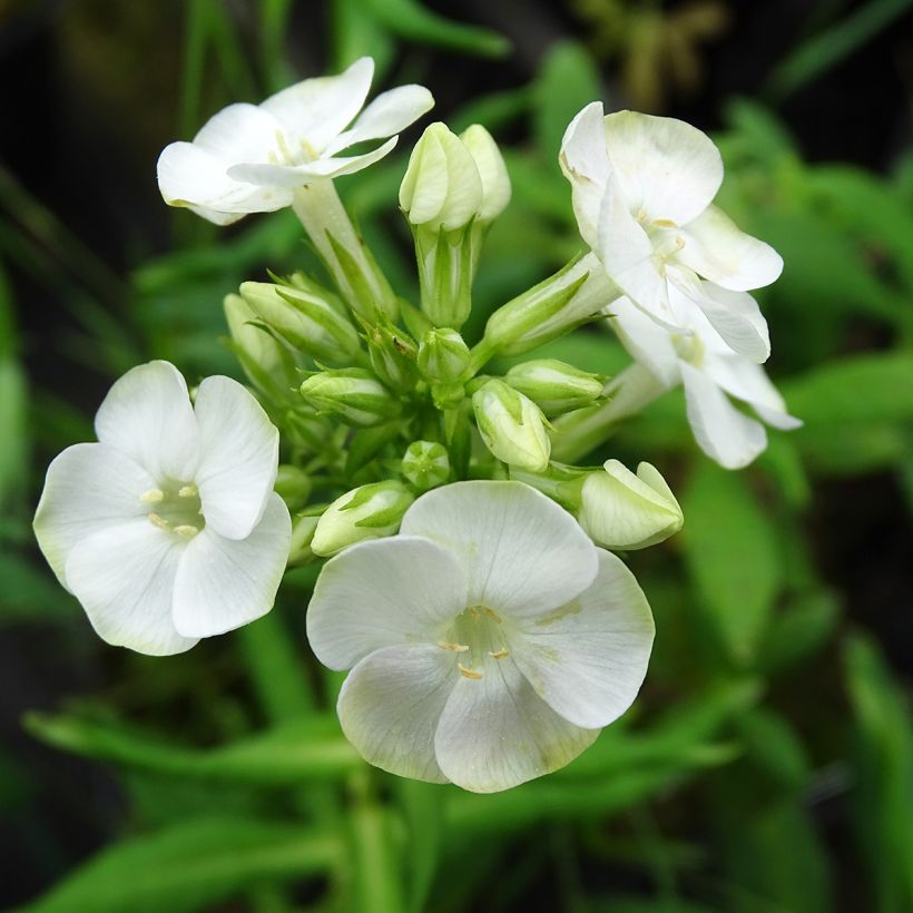 Phlox paniculata Jade (Fioritura)