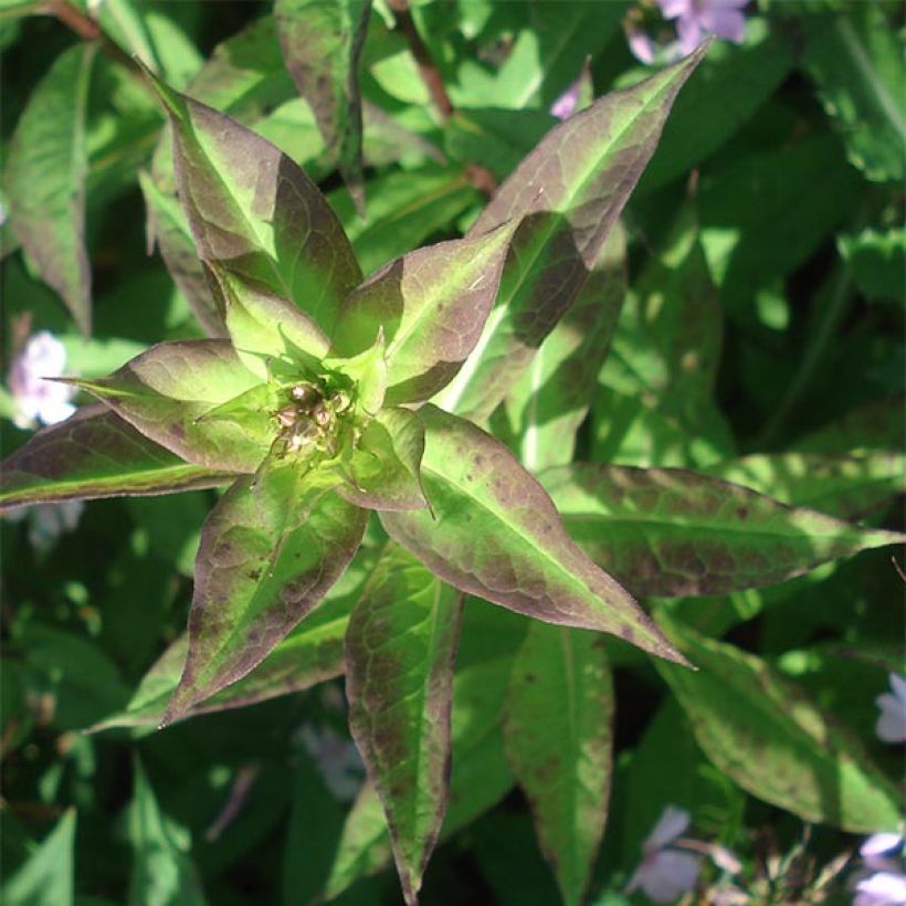 Phlox paniculata Lichtspel (Fogliame)