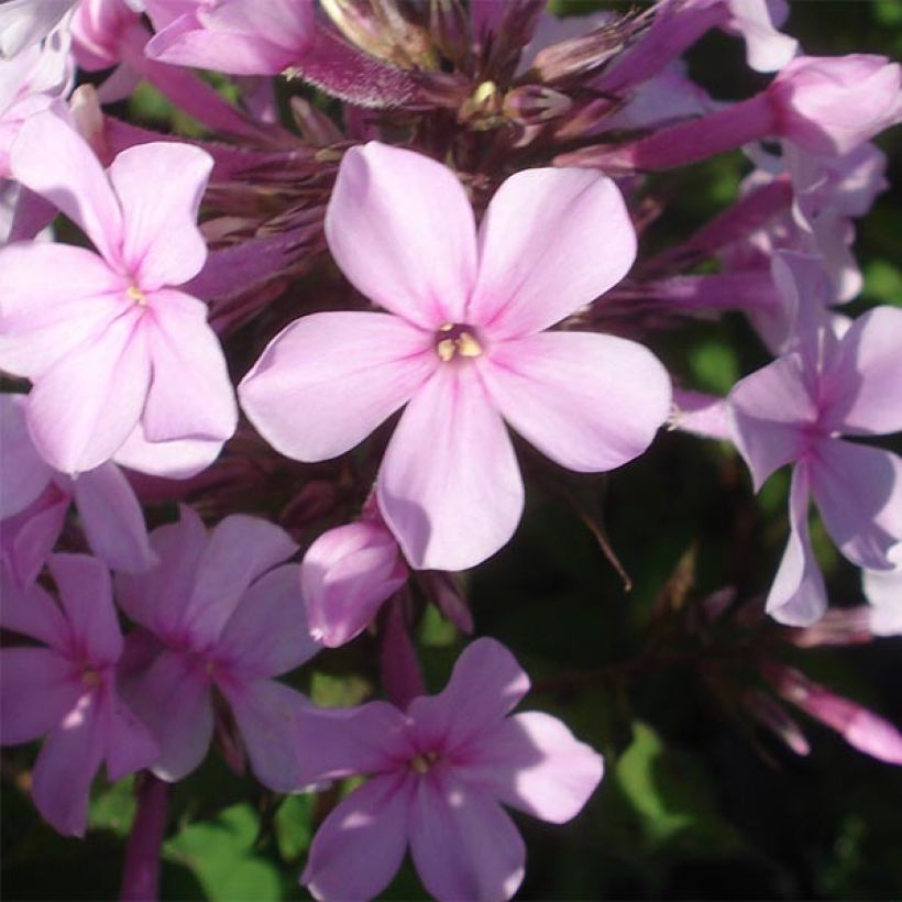 Phlox paniculata Lichtspel (Fioritura)