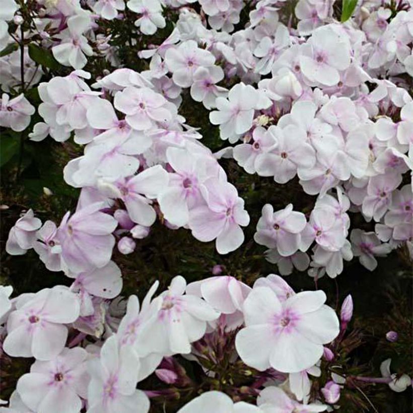 Phlox paniculata Monica Lynden Bell (Fioritura)