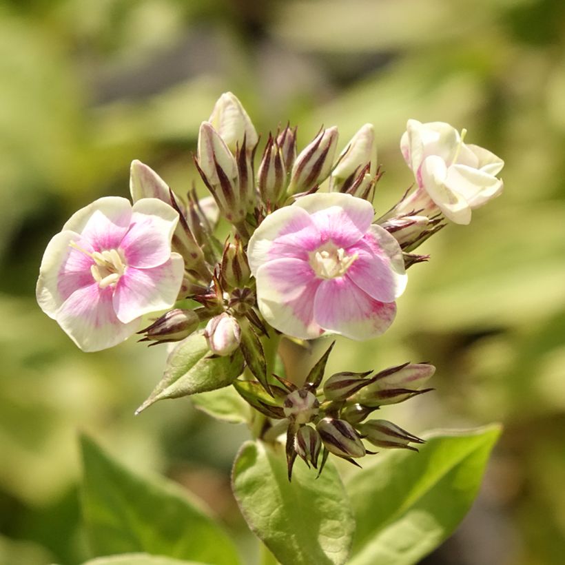 Phlox paniculata Mystic Green (Fioritura)