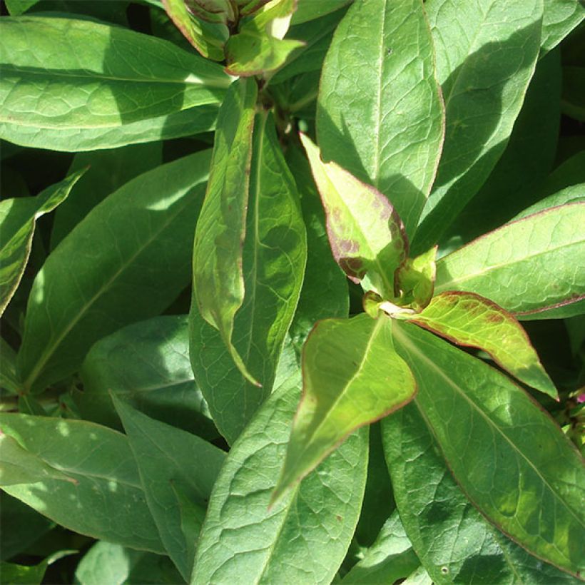 Phlox paniculata Peppermint Twist (Fogliame)