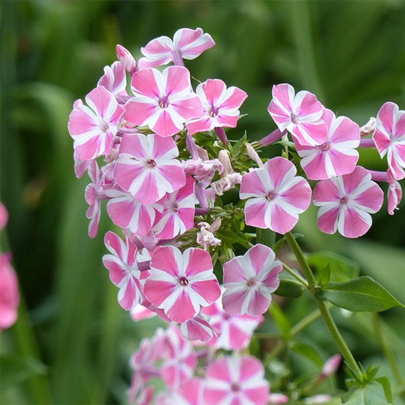 Phlox paniculata Peppermint Twist (Fioritura)