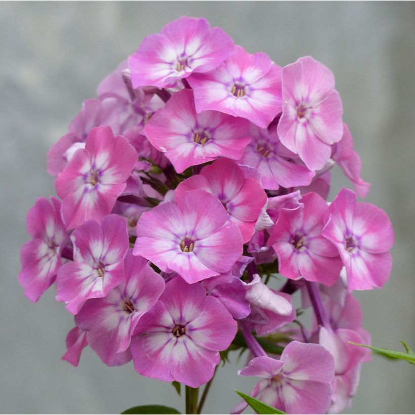 Phlox paniculata Pink Eye Flame (Fioritura)