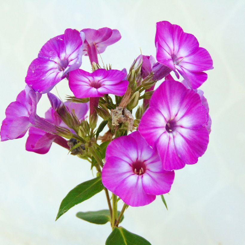 Phlox paniculata Purple Eye Flame (Fioritura)