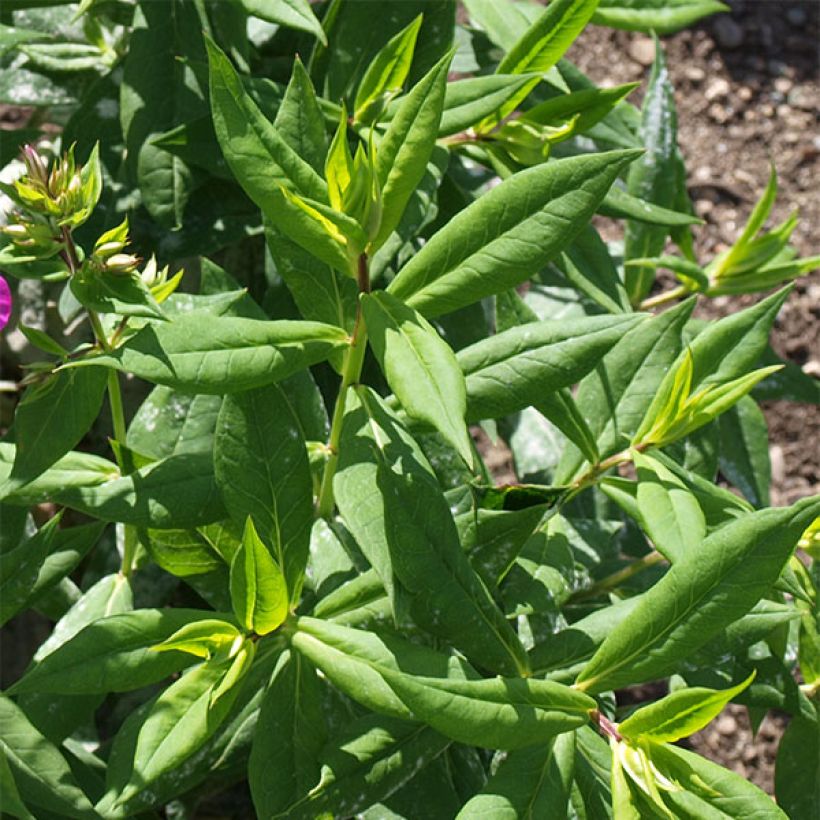 Phlox paniculata Purple Flame (Fogliame)