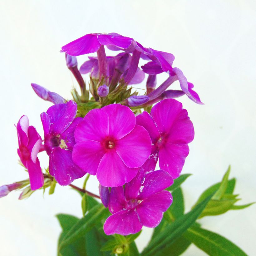 Phlox paniculata Purple Flame (Fioritura)